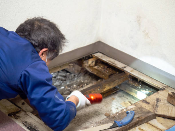 Best Basement Mold Remediation in Stowell, TX