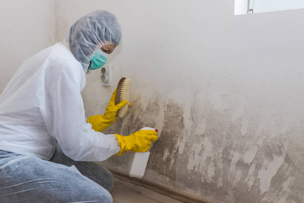 Best Residential Mold Remediation in Stowell, TX