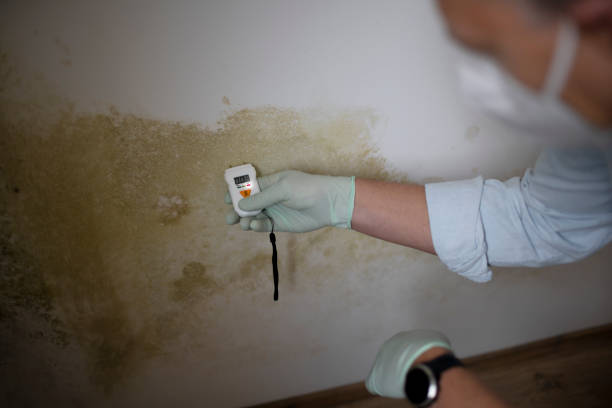 Best HVAC Mold Remediation in Stowell, TX