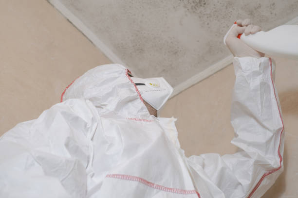 Best Health and Safety Mold Remediation in Stowell, TX