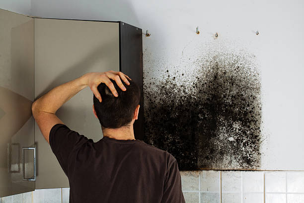 Best Localized Mold Remediation (e.g., coastal areas, humid climates) in Stowell, TX