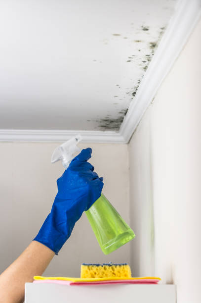 Best Kitchen Mold Remediation in Stowell, TX